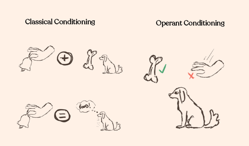 A sketch of the theories of
classical and operant conditions. On the left the ringing of a bell
is 'added' to a dog and a bone. Below, the same ringing bell is
shown, and now the dog is drooling. On the right a bone is pictured
with a green tick above a dog, and to the right of that a hand
'whooshing' down is pictured with a red X. width=