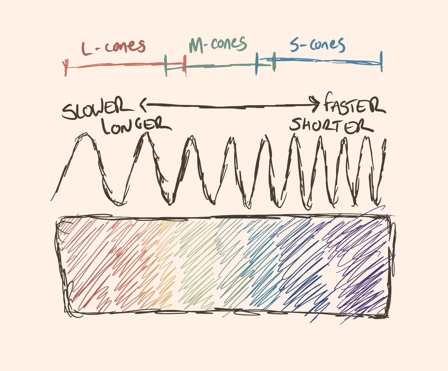 Illustration of
light spectrum, with stylised wavelengths above. The waves go from
longer to shorter as the light spectrum moves from red, through
green, to blue. Above that you have an indication of which waves are
detected by which type of cells. L-cones, the longest; M-cones, the
shorter waves; and S-cones the shortest waves.